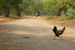 Running rooster