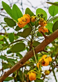 Flowers in La Guajira